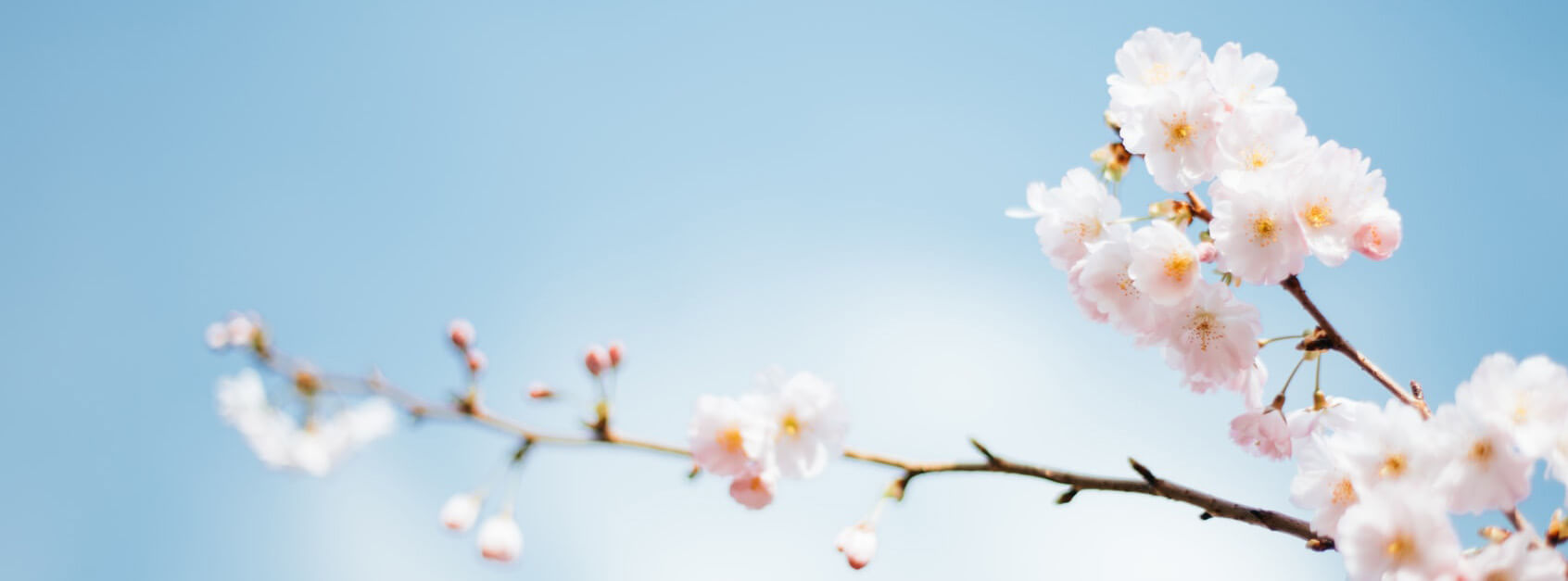 索芳蕙